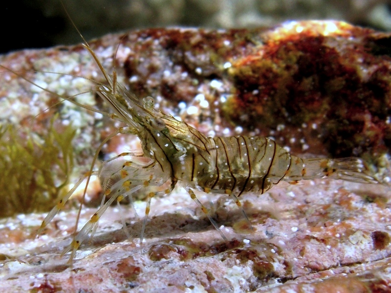 Differenze tra Palaemon serratus e Palaemon elegans